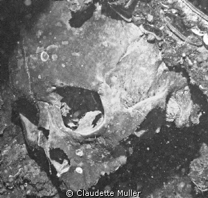 Spooky! The skull of a Japanese sailor who died in the en... by Claudette Muller 